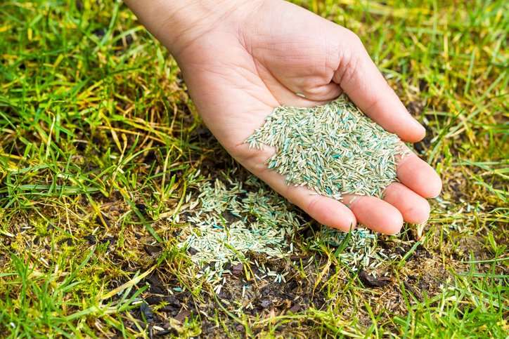 "Hand holding grass seeds during a commercial tree planting preparation, with patches of green grass on the ground.