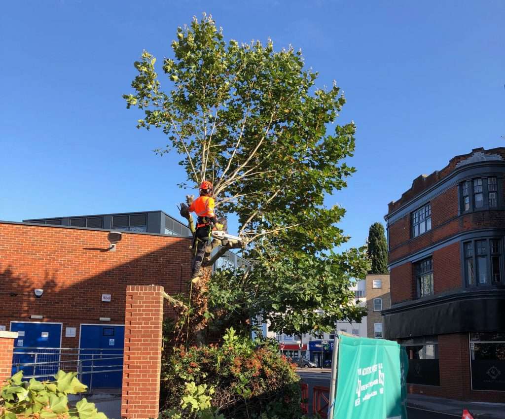 IMG 0891 1 Arborist using a chainsaw to perform Essex commercial tree surgery on a tree near a commercial building.