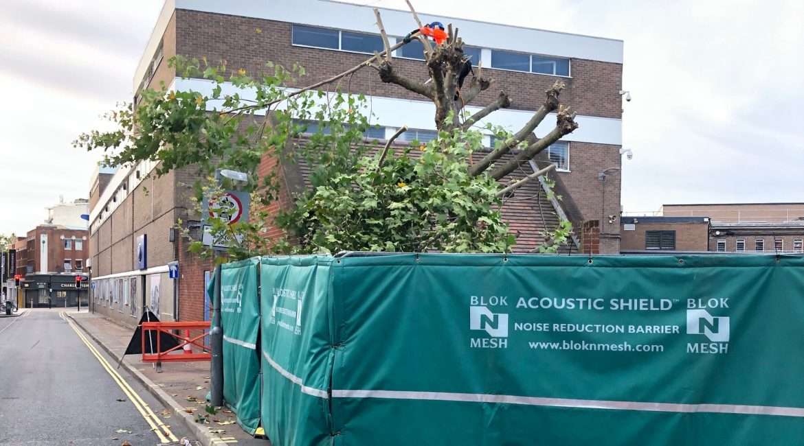 TLCIMG 0888 Urban tree clearance for Marlborough Highways with a worker removing large branches near a commercial building.