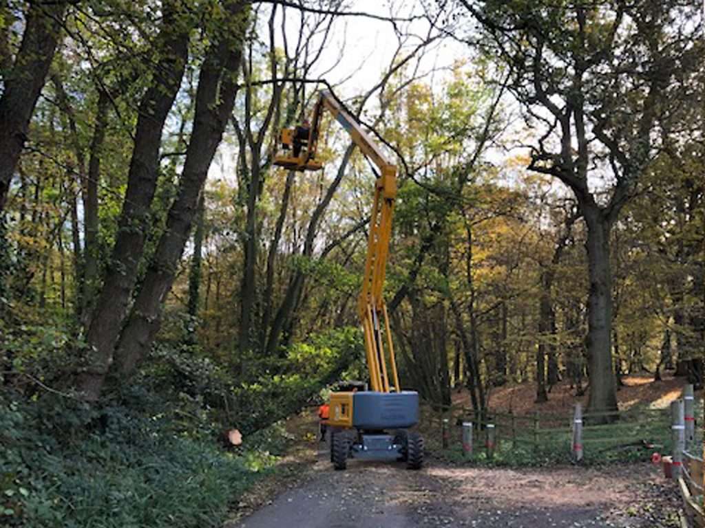 Heavy machinery removing fallen trees from a forested area as part of a tree removal service.