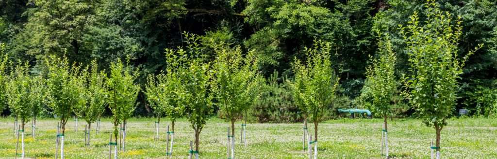 Young trees planted in neat rows in a green field, with a forest in the background.