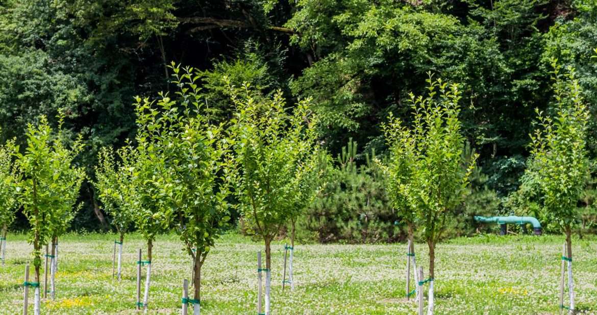 tree planting Young trees planted in neat rows in a green field, with a forest in the background.