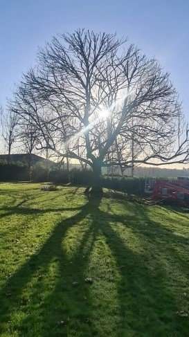 Ash Tree 2