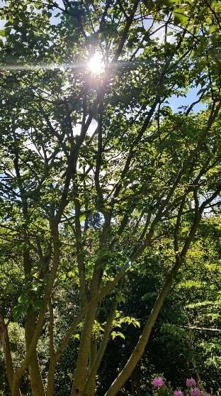 Trees for all