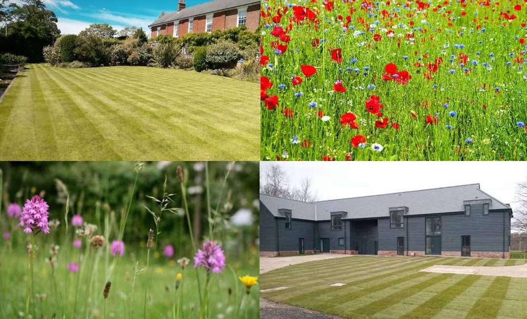 To mow or not to mow – that is the question!