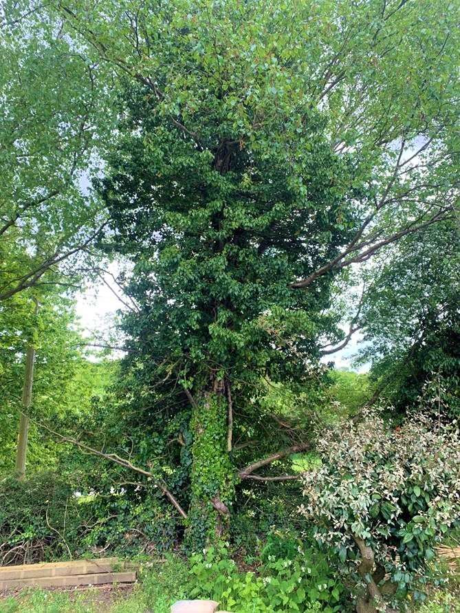 Ivy on tree Ivy on tree