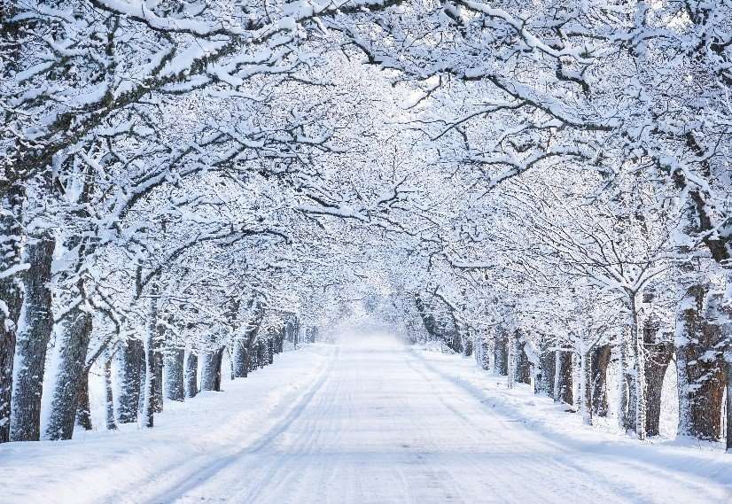 Allee6