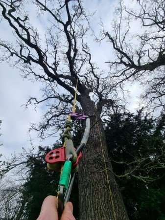 About to climb About to climb a tree
