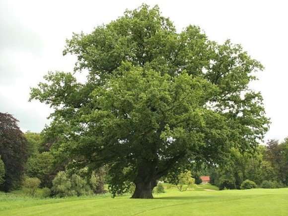 Oak Tree Magnificent Oak Tree