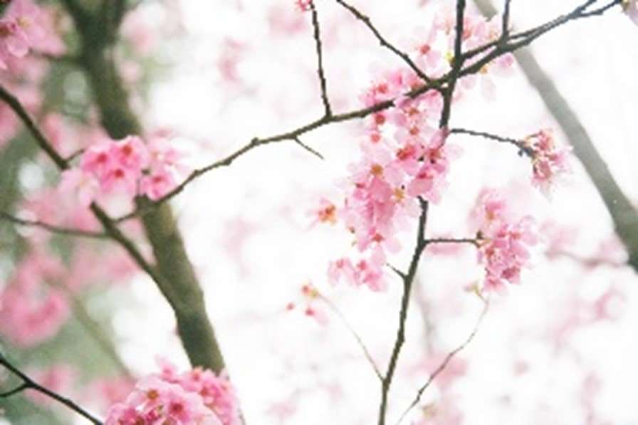 Picture1 Cherry Blossom