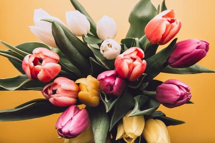 Picture15 Cut tulips