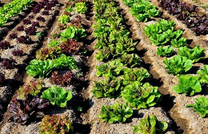 Picture3 Kitchen garden in the spring