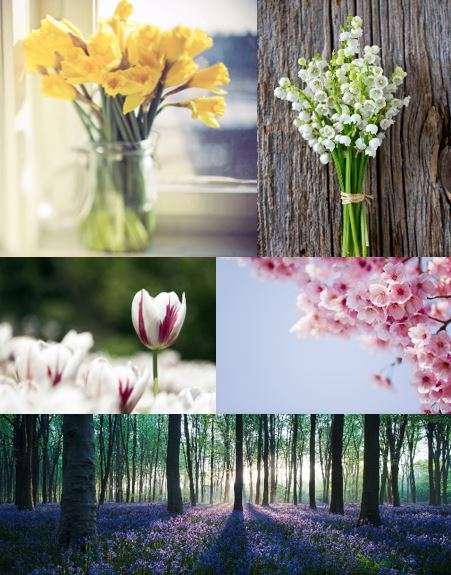 Spring flowers Spring flowers