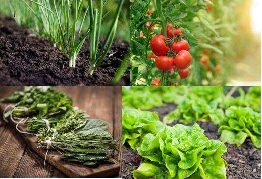 Spring vegetables Spring vegetables