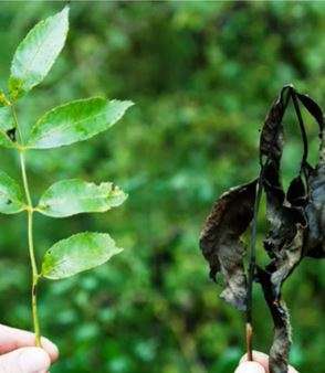 Ash Dieback