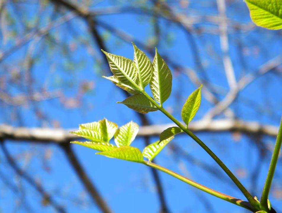 Ash Tree Leaves