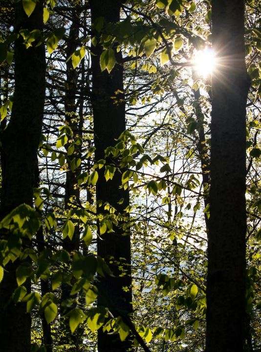 Ash Trees