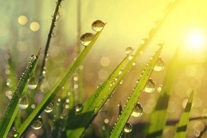 Picture 1 Water on grass