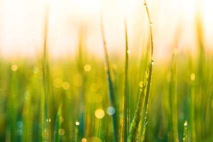 Picture2 Wet blades of grass