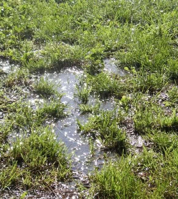 Wet grass 1 Waterlogged grass