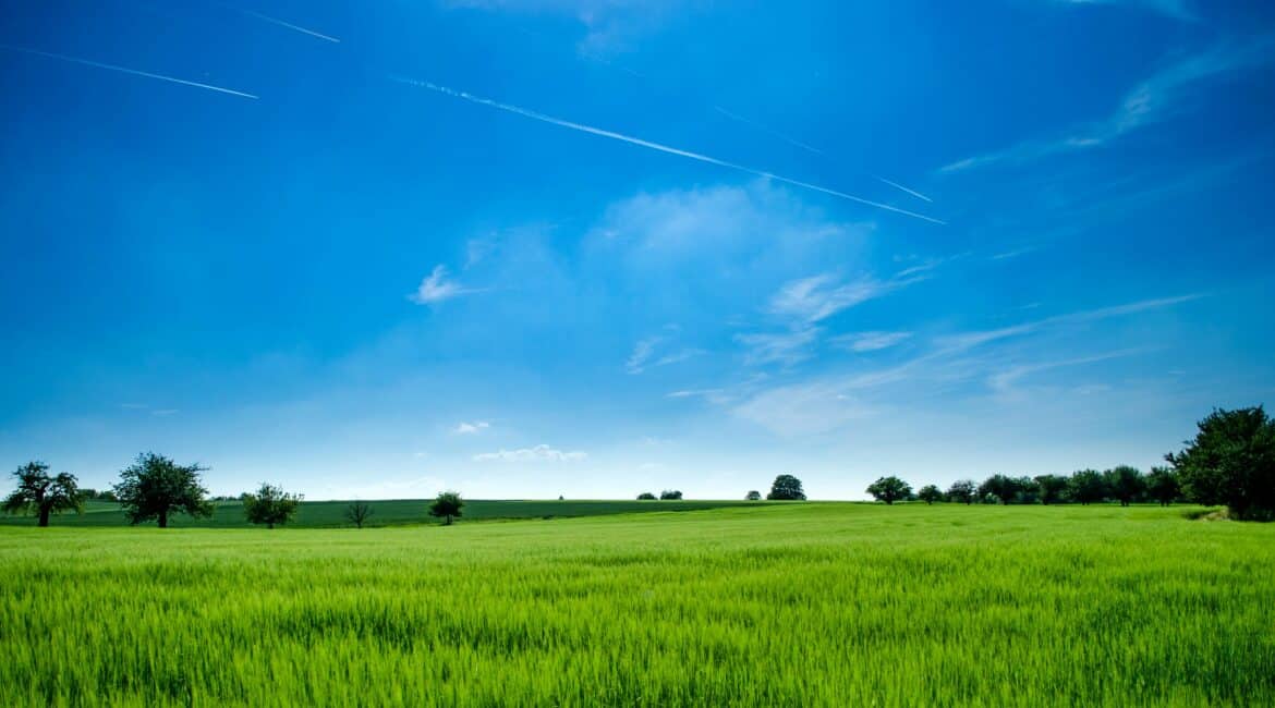 BNG blog Expansive green wheat field under a clear blue sky, showcasing an example of a natural landscape contributing to Biodiversity Net Gain in the UK.