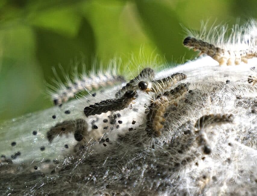 The larvae of the Oak Processionary Moth