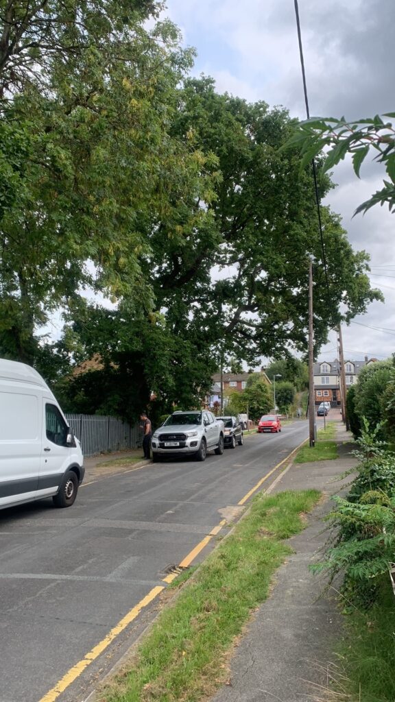 Oak Tree Management team inspecting large trees along a residential street near Rayleigh Primary School.
