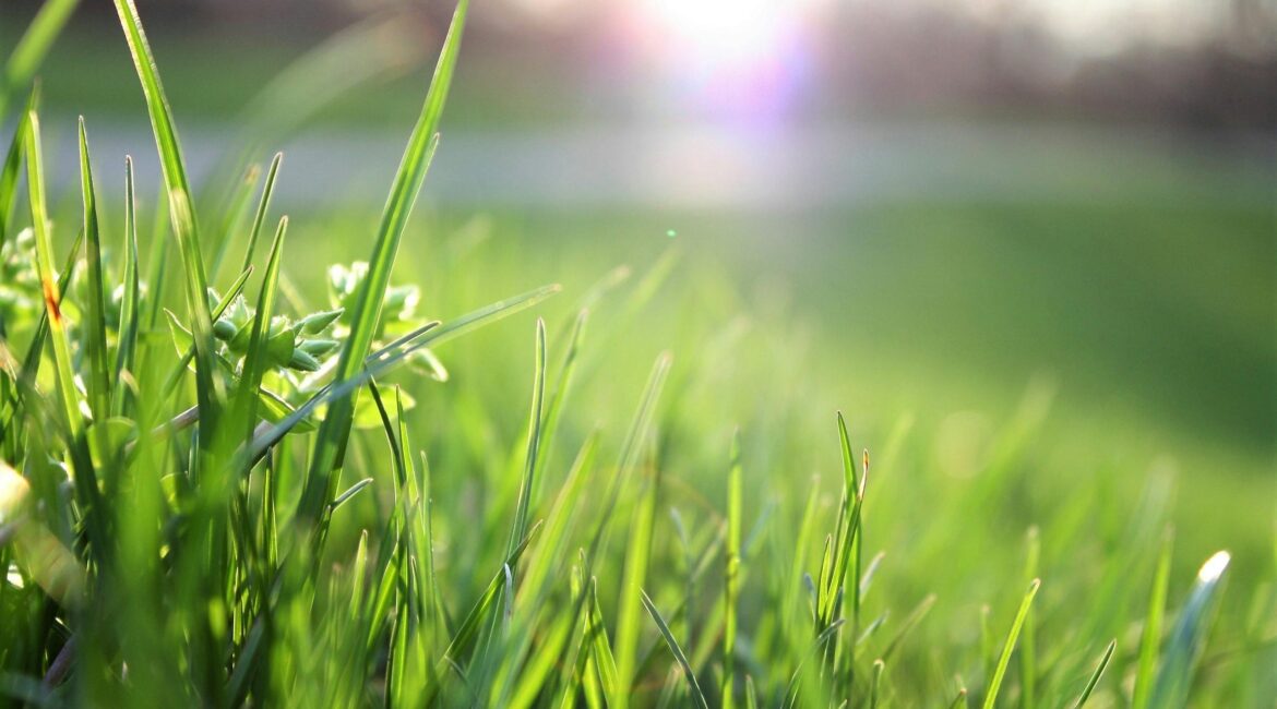 lawn care preperation Close-up of vibrant green grass blades with a soft, out-of-focus background, capturing the delicate details of a healthy lawn in natural sunlight.