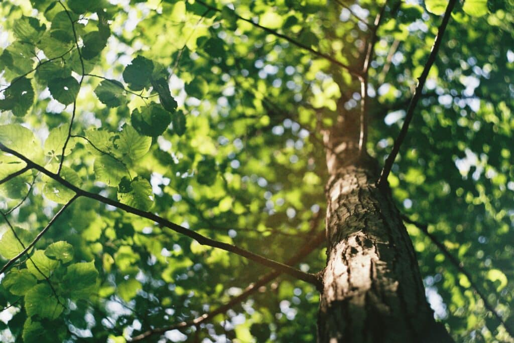 Looking up at a tall tree trunk through a canopy of vibrant green leaves, with sunlight filtering through.