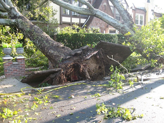 Sept 2 blog Large tree knocked over by a storm, demonstrating the importance of tree health inspections to prevent damage before autumn and winter storms.