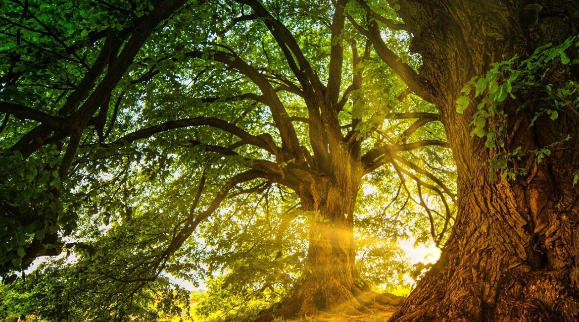 TLC First October blog image 3 ancient woodland preferred Sunlight filters through the branches of a large tree, symbolising effective tree management solutions.
