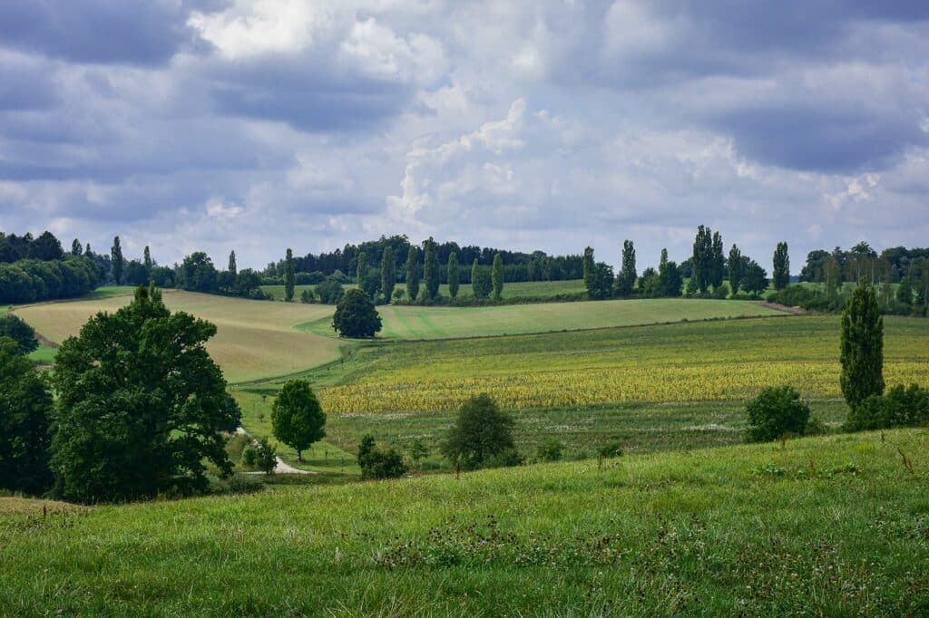 Lush green fields with trees and a distant horizon under a partly cloudy sky, showcasing the natural landscape in Braintree.
