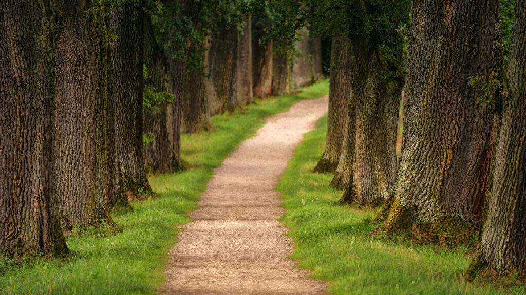 A tranquil pathway bordered by tall trees, with lush green grass and a gravel path winding through a serene forest setting.