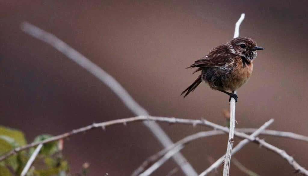A small brown bird perched on a thin branch, surrounded by soft, blurred natural tones in the background.