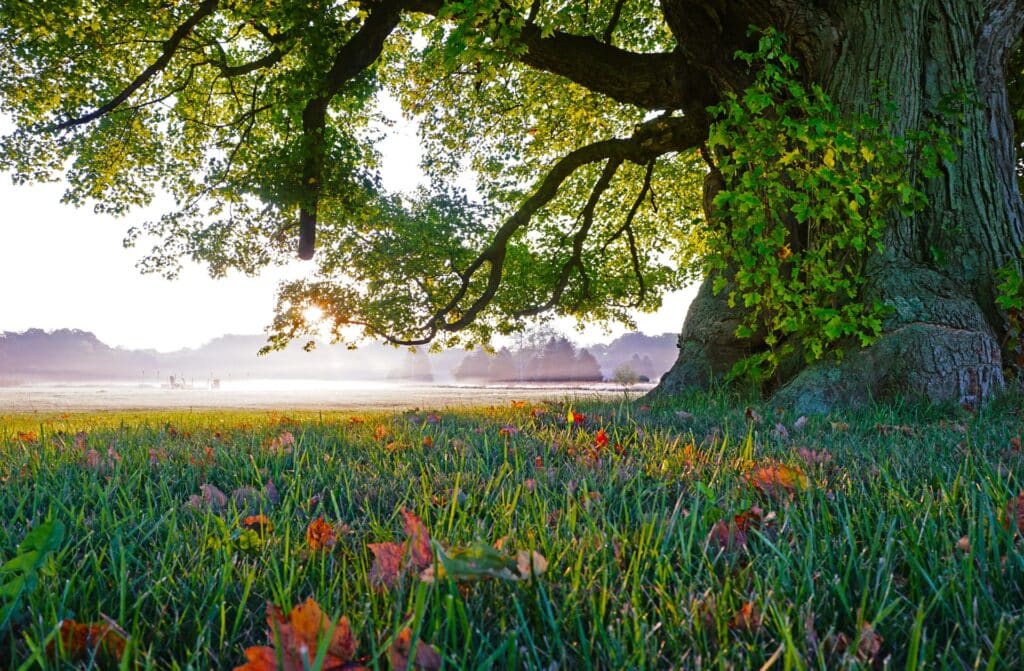 A large tree with sprawling branches and green leaves, overlooking a misty field at sunrise, ideal for highlighting commercial tree surgery in Billericay.