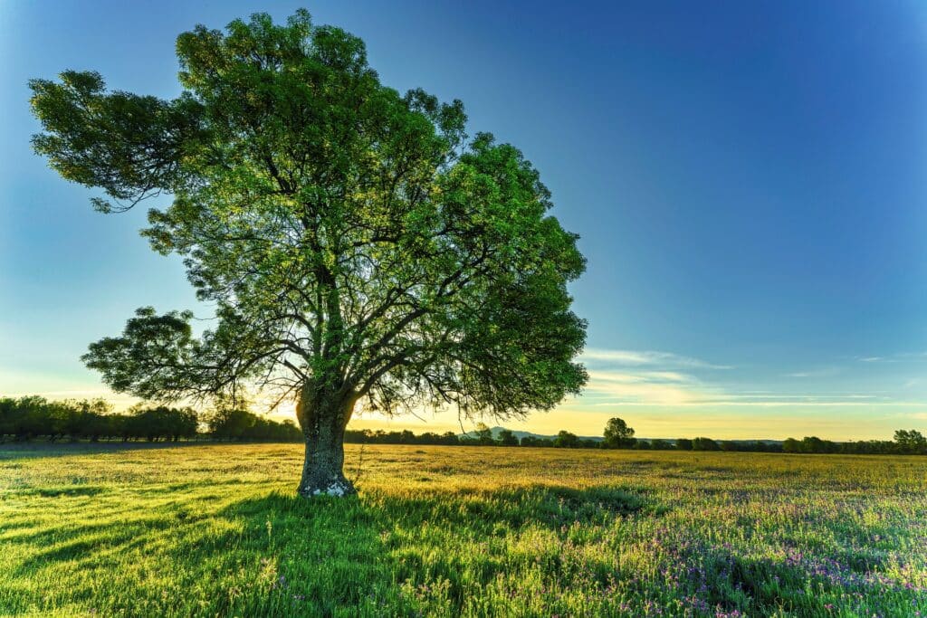 A vibrant tree standing tall in a scenic field at sunrise, ideal for showcasing expert tree care in Clacton-on-Sea.