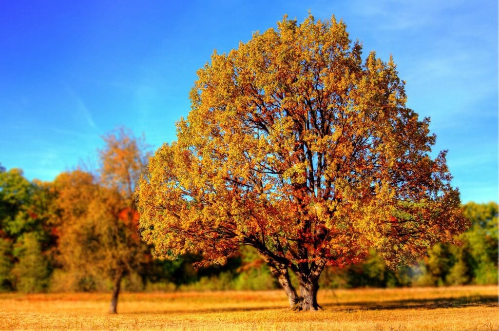 A large tree with golden autumn foliage standing in a sunlit field under a clear blue sky, representing a pristine landscape suitable for commercial tree surgery in Harlow.