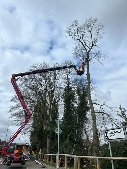 A tree removal team uses a cherry picker to trim a large tree near a road sign for Colchester A137, under a cloudy sky.