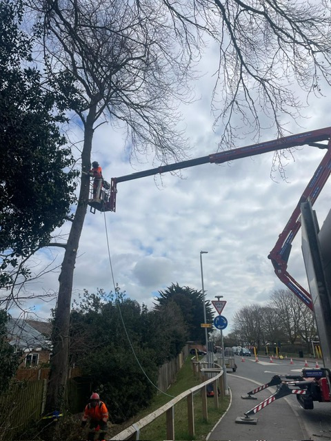 Tree surgeon in an aerial lift pruning a tall tree beside a road, with cloudy skies and a residential backdrop.