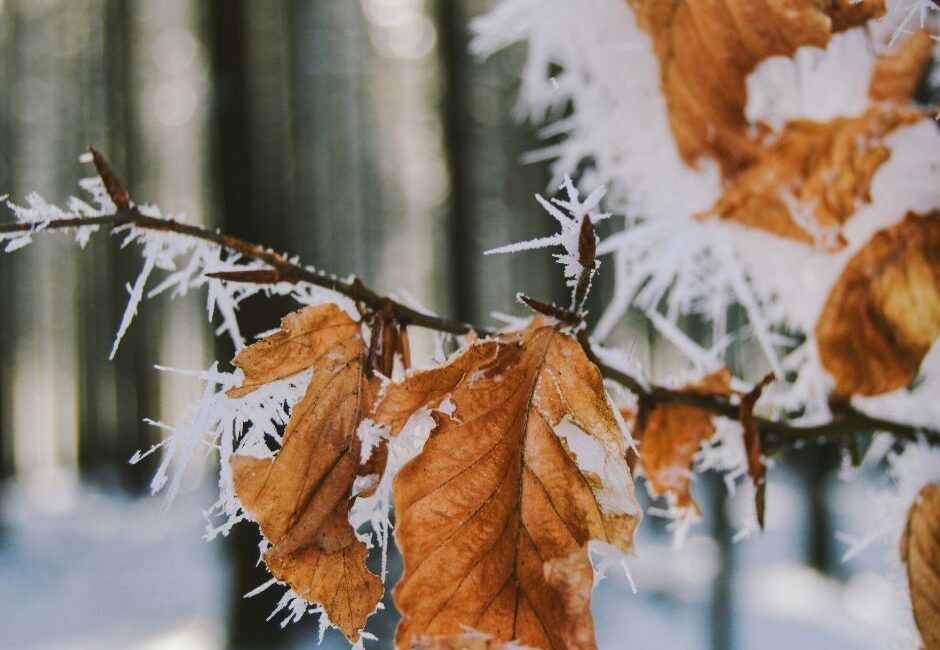 tree shrub care harsh winter conditions Tree and shrub care in harsh winter conditions