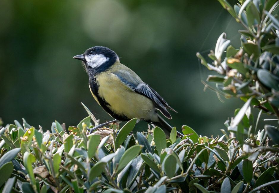 Facebook 6 Hedges support wildlife