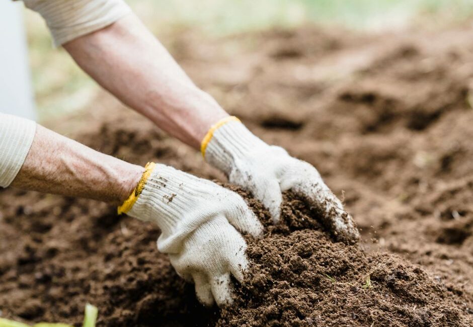 avoid mistakes when planting hedge whips Mistakes to avoid when planting hedge whips this winter