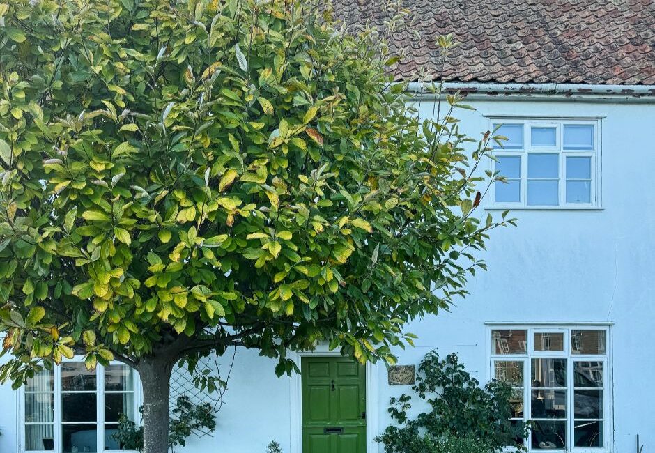 benefits of planting new tree Benefits of planting a new tree