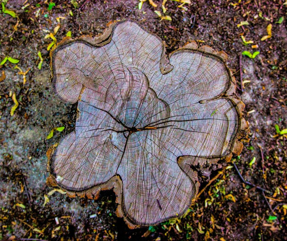 Commercial stump grinding