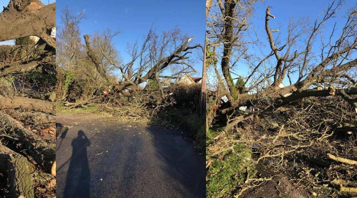 emergency tree clearance essex Emergency tree clearance in Colchester