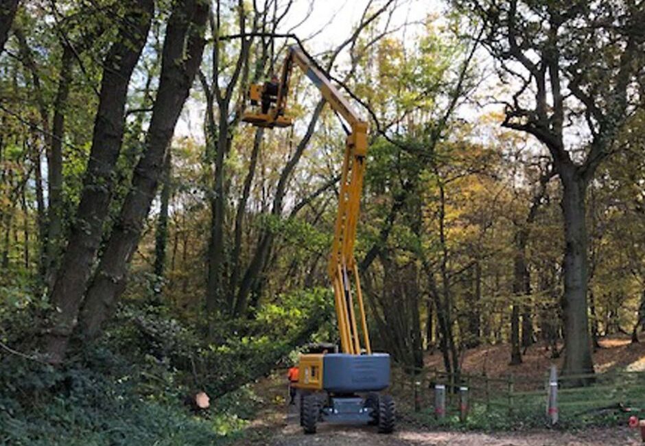 fallen tree removal Fallen tree removal in Essex