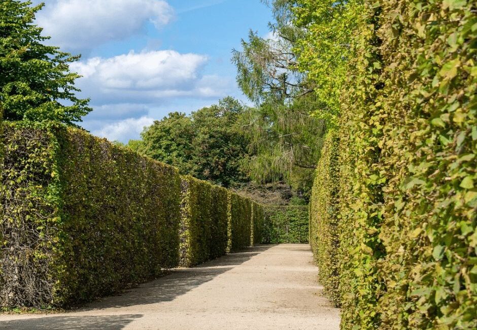 maintained hedges commercial properties Maintained hedges for commercial properties