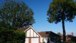 oak tree reduction billericay Oak tree reduction in Billericay