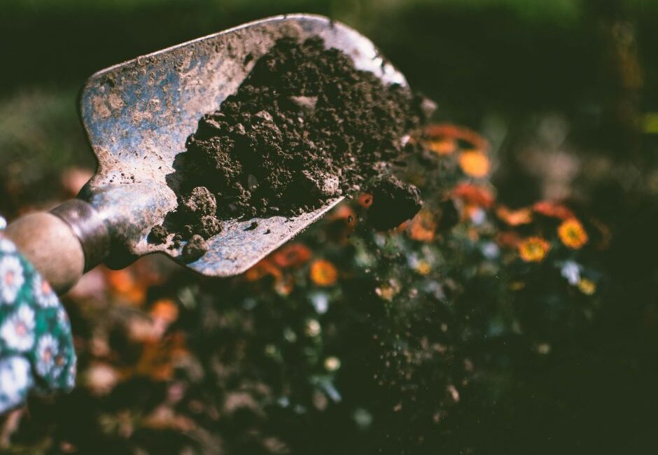 Winter is the perfect season for whip planting hedges