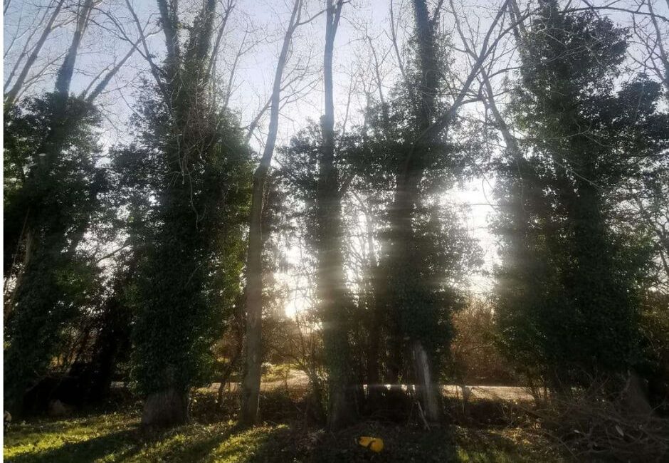 Poplar tree reduction in Colchester